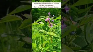 Butterfly forest walks and learn Russian