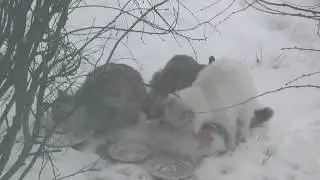 КОШАЧЬЯ СВАДЬБА))ЖЕНИХ КОТ СОРВАЛСЯ))Столы накрыты