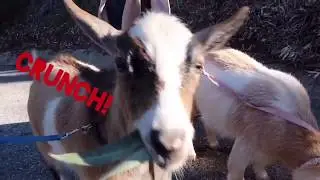 Goats Go Walking!