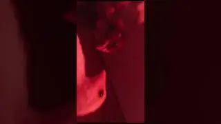 привазной японские шамо