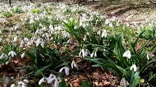 С 8 Марта🌼🌹🏵🌸🌺