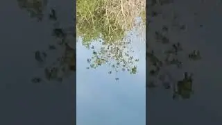 Рыбалка на удочку с поплавком