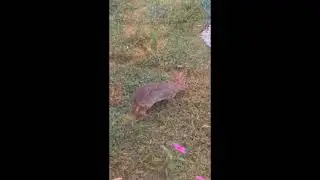 RABBIT MUNCHING MY GRASS