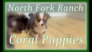 BABY CORGI PLAYTIME #corgi #puppies #corgipuppy