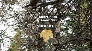 Autumn Breeze