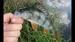 LapSHOW №3 / ОСЕННИЙ СУДАК И ОКУНЬ НА МИКРОДЖИГ / CRAZY FISH EBISU II VIOLET SV662UL