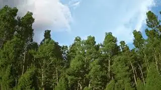 Realistic Pine Forest in Blender 3D — Treezy 2.0