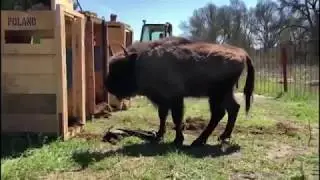Llegada de Bisontes Europeos a Segovia