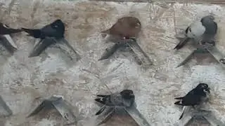 Молодёжь в торой выводок 25 03 2023 года