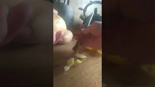 никкер расправляется с добычей