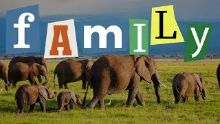 12 Amazing Animals That Live and Travel in Packs