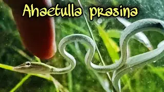 Beautiful green snake "ular pucuk"