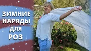 РОЗОМАНЫ ГОТОВЯТСЯ К ЗИМЕ. Краткий курс для начинающих. 30 августа 2024 г.