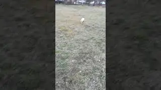 Джек рассол играет в мяч.
