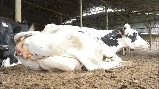OPTIMAL CATTLE FEEDING FOR IMPROVED MILK PRODUCTION BY NICHOLAS MATSIKO #viralvideo #farming #viral