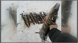 ПОДСЁК ЩУКУ НА 4 КГ