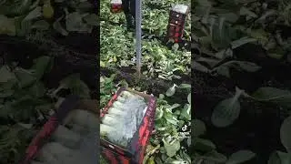 Англияда жумыс