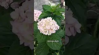 Гортензія Казан в моєму саду.