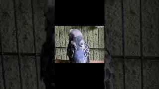 Pet parakeets... the girl (on the right) isn't feeling good