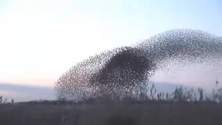 Гимн Ордена Дживы