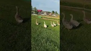 ГУСИ// ВСЕ НА МЕСТЕ, И ЗЕЛЕНЫЙ ТОЖЕ