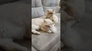 #кот#котики#любимец#ютуб#топ#лапки#