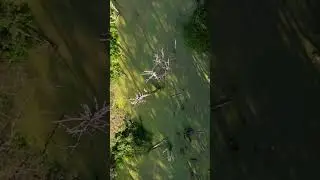 Водяного жилище #shorts