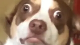 Clean Perfectly Cut Screams 2