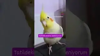 Aşırı özlem içerir 🥹#cockatiel #cats #catshorts #cockatoo