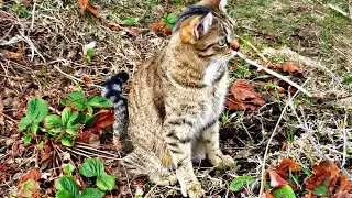 У нас в саду летают мыши😀😀😀!!!