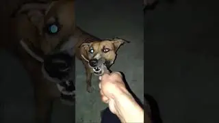 Dog Status video #pitbull #desidog #status