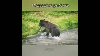 Медведи ловят рыбу