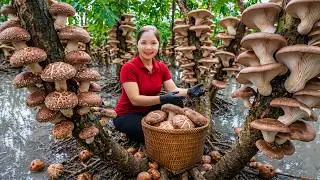 Harvesting Wild Monster Mushrooms After The Rain Go To Market Sell, Stir Fried Mushroom With Chicken