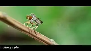 Hewan langkah yang ditemukan di semak semak kebun