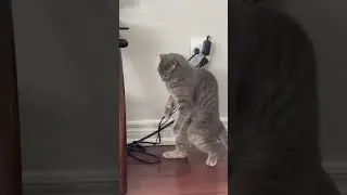 Ivy вже 2 рочки :) Час летить:)