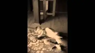 Kids fight
