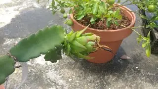 Pitahaya Formada luego de polinización Manual