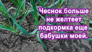 Бабушка под Чеснок вливала Этот 