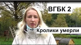 Геморрагическая болезнь кроликов ВГБК. Лечение кроликов, прививки кроликам