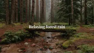 Rain Sound in Forest⛈️Heavy Rain on Window for Fall Asleep in 3 Minutes||Soothing Rainy Day Vibes