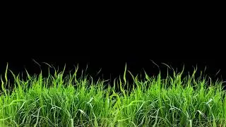 Realistic Grass Animation | Grass Wind Effect Overlay | Nature Grass Background | Free 4K