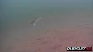 Walleye Strike Underwater