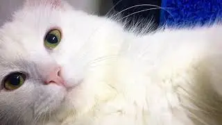 МОКРАЯ КИСКА / кошки в шоке / кот не узнал кошку
