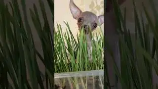 Как вырастить траву для собак?