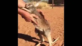 Кенгуру всегда сначала рожают дочерей, а затем сыновей. Для чего и как они это делают ученным до сих