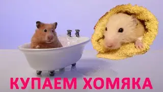 Купаем хомяка в ванной