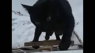 Погулял