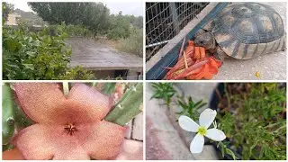 Олины Истории 🏜 Влог #244 🐶 Мой хвостик/ Долгожданный дождь/Садовые заботы/Новинки цветочные