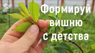 ЛЕТНЯЯ формировка молодого саженца ВИШНИ! Не упусти момент!