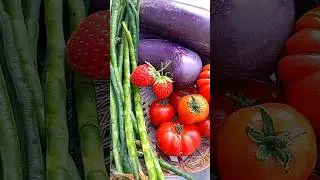 Sayur dan buah segar di kebun #minivlog #gardening #berkebun #minigarden #harvest #asmr #slowliving